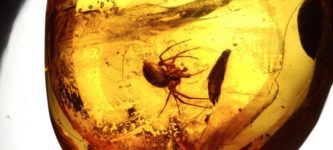 This+is+a+20+million+year-old+spider%2C+caught+in+Dominican+amber.