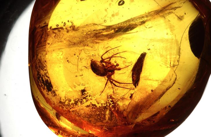 This+is+a+20+million+year-old+spider%2C+caught+in+Dominican+amber.
