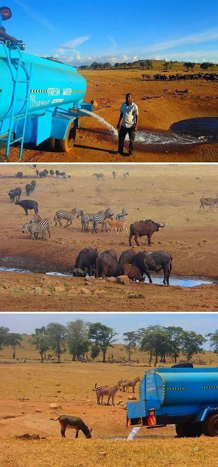Man+driving+long+hours+in+Kenya+to+deliver+the+water+for+animals+that+suffer+from+drought+due+to+lack+of+water+around