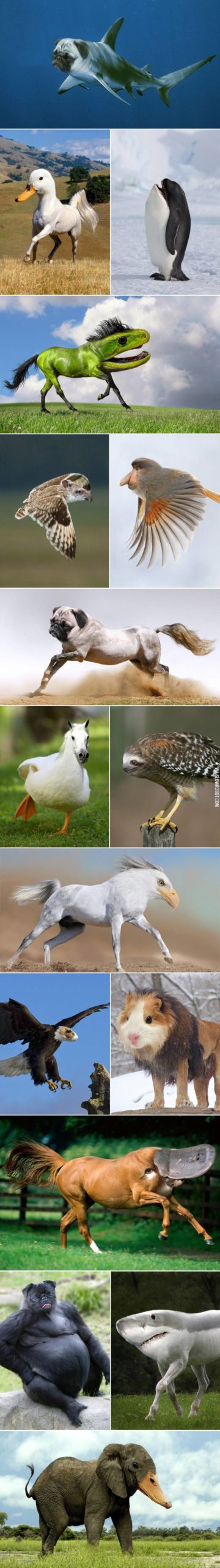 Animal+mashups+continued.