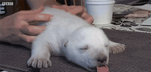 What+I+look+like+when+someone+scratches+my+back.