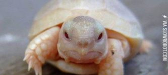 An+albino+turtle.