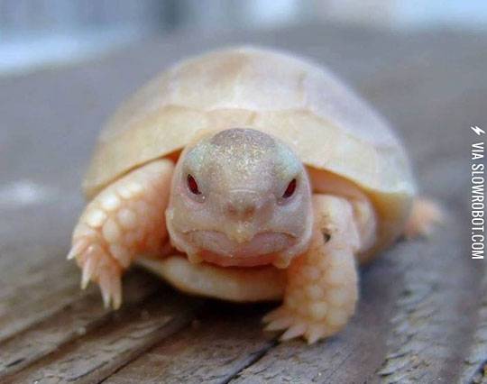 An+albino+turtle.