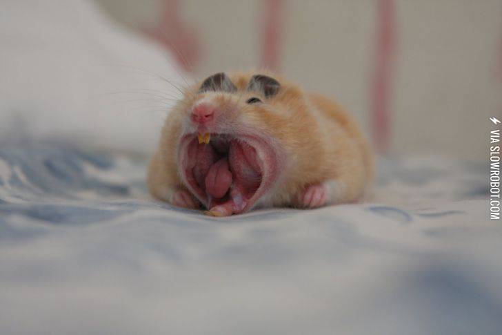 Hamsters+are+scary+creatures