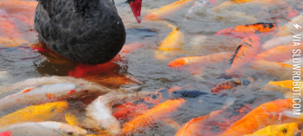 A+Black+Swan+in+a+Koi+Pond.