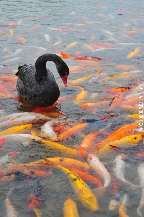 A+Black+Swan+in+a+Koi+Pond.