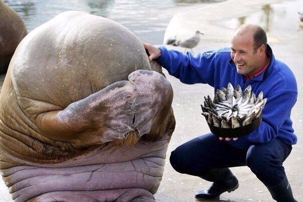 Walrus+embarrassedly+hides+his+face+when+a+zoo+worker+gives+him+a+festive+fish+cake+for+his+birthday+in+Norway.