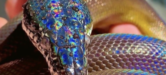 Iridescent+Sunbeam+Sneks