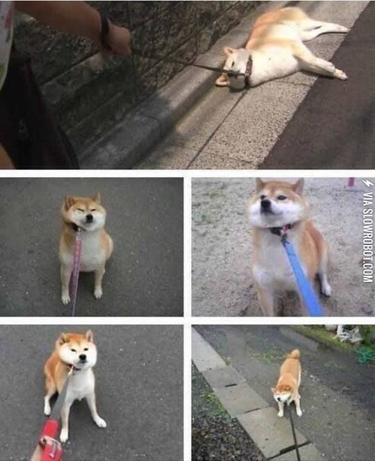 What+do+we+say+to+walks%3F+Not+today.