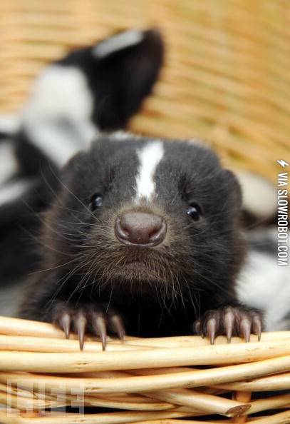 A+baby+skunk.