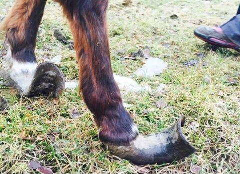 Why+horse+hoofcare+is+a+big+deal