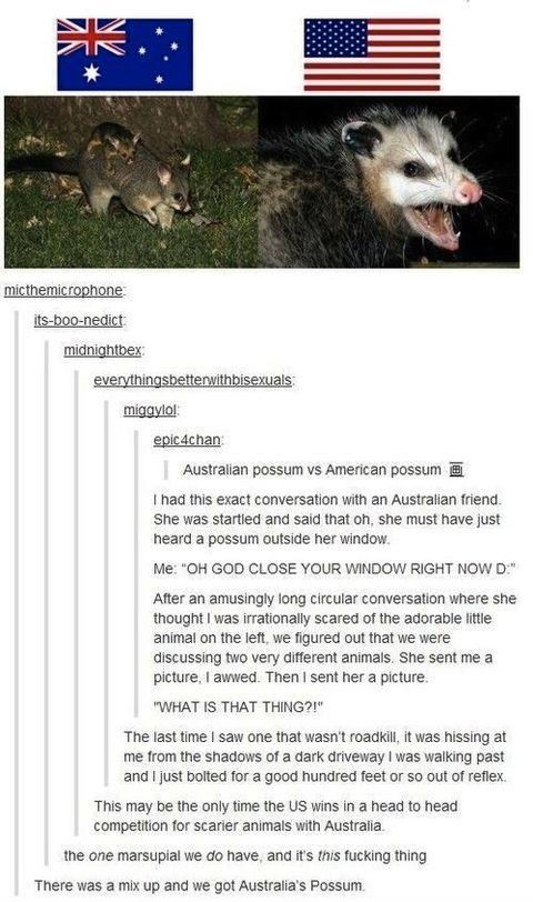 Possums.+How+do+they+work%3F