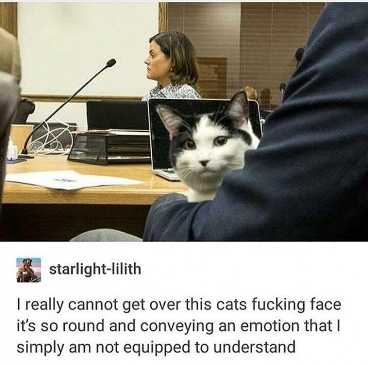 cat+emote