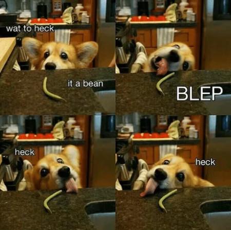 Wat+To+Heck+%26%238211%3B+It+A+Bean+%26%238211%3B+Blep+%26%238211%3B+Heck+%26%238211%3B+Heck