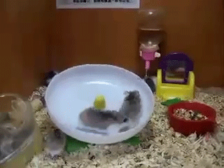 2+Hamsters.+1+Wheel.