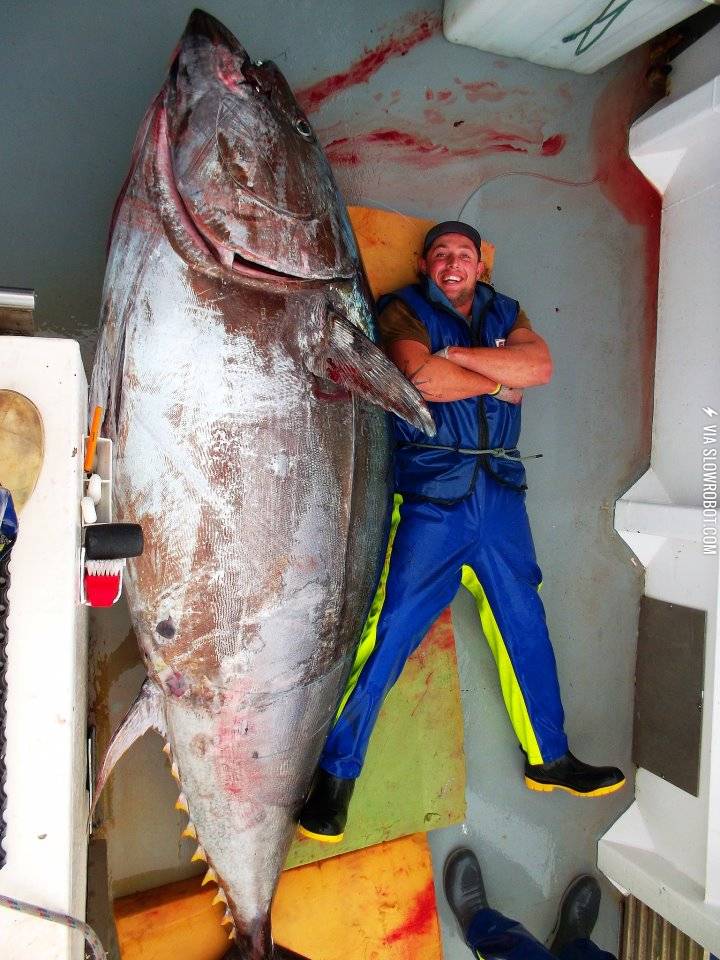 A+monster+bluefin+tuna+caught+off+the+New+Zealand+coast