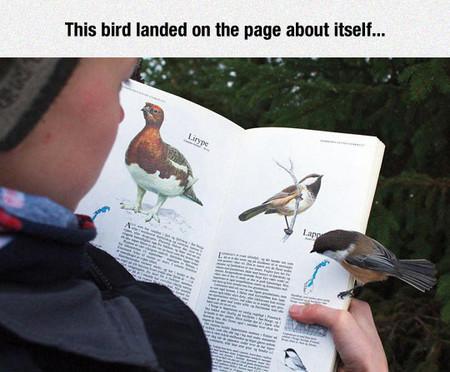 This+Bird+Landed+On+The+Page+About+Itself%26%238230%3B