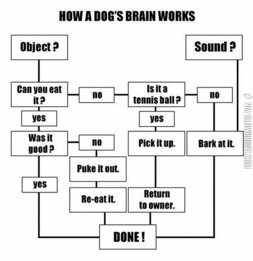 How+a+dog%26%238217%3Bs+brain+works.