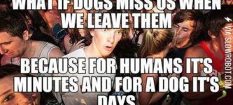 Dog+years+and+human+years