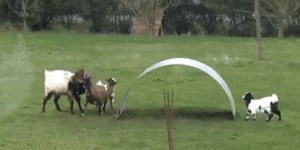 Goats+Are+The+Masters+Of+Physics