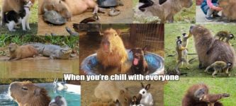 Wholesome+Capybara.