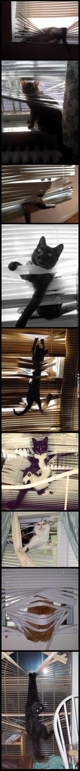 Cats+and+blinds.