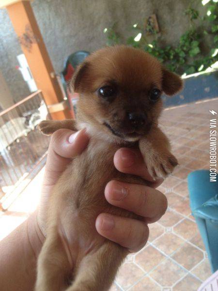 Now+put+me+down+over+there%2C+and+fetch+my+kibble.