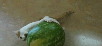 My+cat+loves+watermelon.