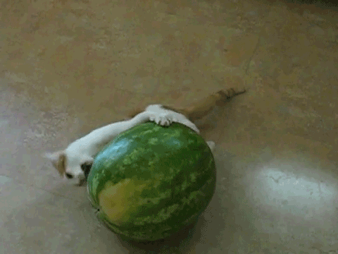 My+cat+loves+watermelon.
