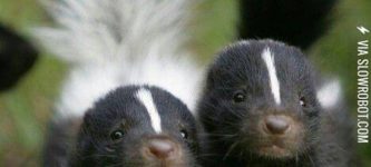 baby+skunks