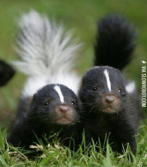 baby+skunks