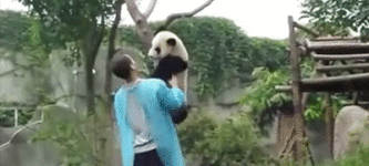 Panda+cub+needs+help+coming+down+from+a+tree.