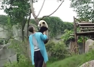 Panda+cub+needs+help+coming+down+from+a+tree.
