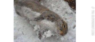 Squirrelsicles