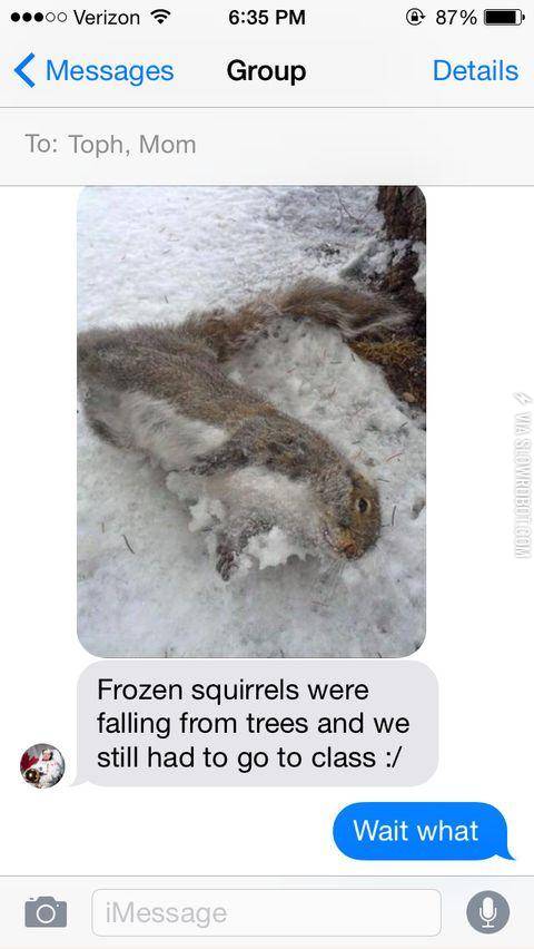 Squirrelsicles