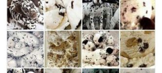 Dalmatians+or+Ice+Cream%3F