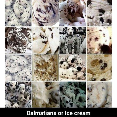 Dalmatians+or+Ice+Cream%3F