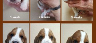 The+evolution+of+a+puppy