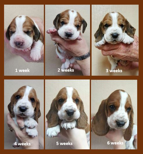 The+evolution+of+a+puppy