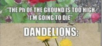 Dandelions%26%238230%3B