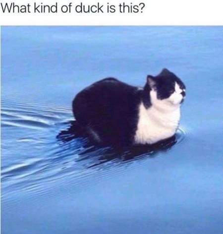 What+Kind+Of+Duck+Is+This%3F