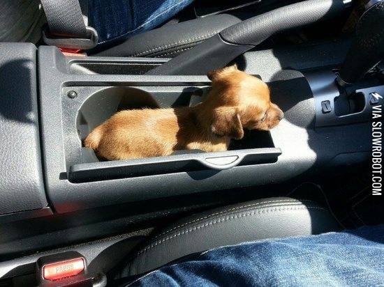 My+car+came+with+a+pup+holder.
