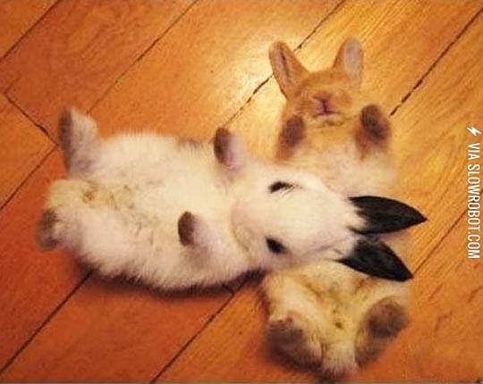 Just+some+bunnies.