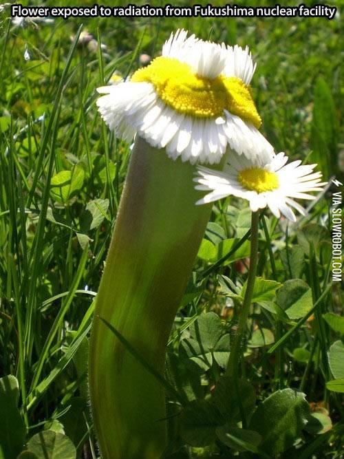 Radiation+makes+things+awesome.