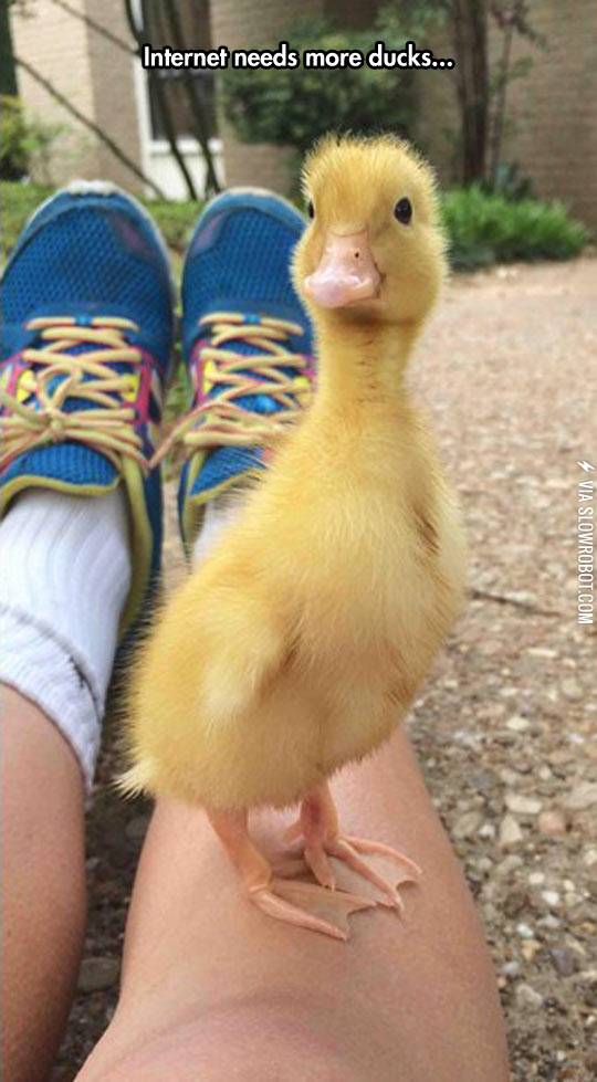 Ducks+Could+Be+My+Thing