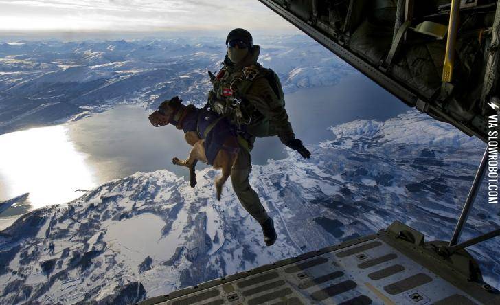 Austrian+Special+Forces+dog+makes+a+jump+from+10%2C000+feet