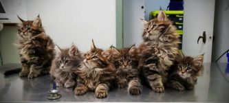 Maine+Coon+kittens+getting+their+vet+shots