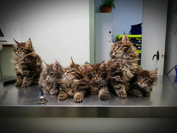 Maine+Coon+kittens+getting+their+vet+shots