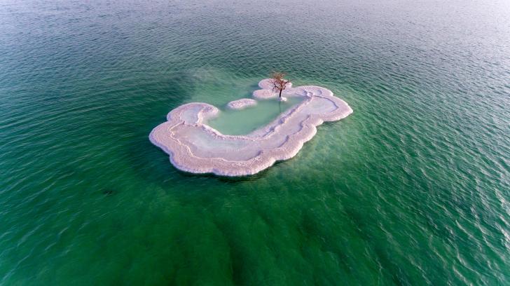 Dead-Sea+tree+captured+with+drone.