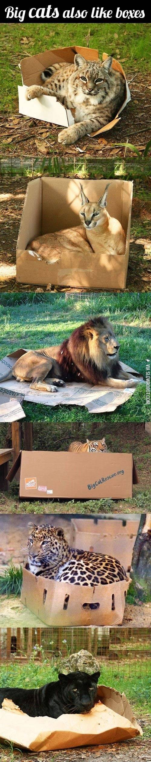 Big+cats+also+like+boxes.